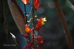Thunbergia mysorensis